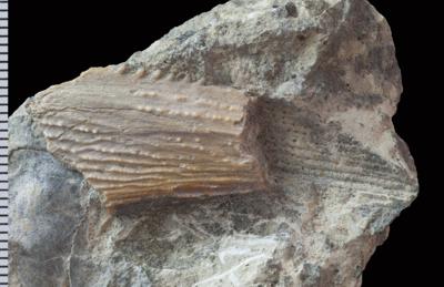 https://files.geocollections.info/large/9f/5a/9f5a3329-66f3-4e12-844a-c4d79c3f0c08.jpg