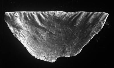 https://files.geocollections.info/large/9f/81/9f81343c-4608-463a-b4fa-aed04eae610a.jpg