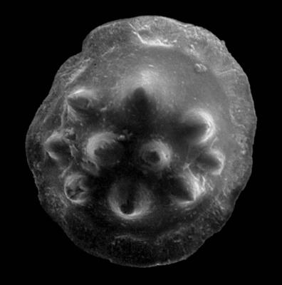 https://files.geocollections.info/large/9f/86/9f86e07b-a75a-4367-ace1-8507084cbfd2.jpg