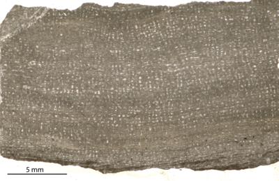https://files.geocollections.info/large/9f/94/9f946291-7ea7-413d-9c57-b1bcf4997894.jpg
