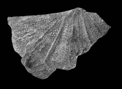 https://files.geocollections.info/large/9f/c7/9fc719ba-53d5-4562-a043-2f544182beb6.jpg