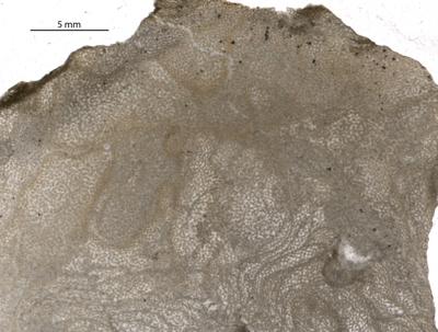 https://files.geocollections.info/large/9f/ee/9feefcd0-660e-408f-88f7-7e859f2fe6f8.jpg