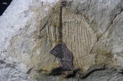 https://files.geocollections.info/large/a0/3b/a03b13cd-3ce7-4110-9f54-70909337bda7.jpg