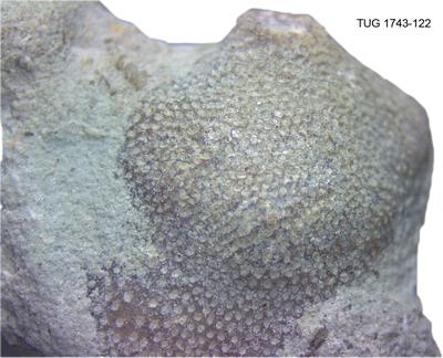 https://files.geocollections.info/large/a0/3d/a03d75cc-5d2e-4207-adad-838036127d61.jpg