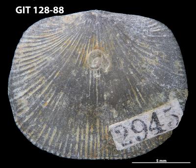 https://files.geocollections.info/large/a0/57/a057df1b-4adb-4ff7-b813-d815f4a85e17.jpg