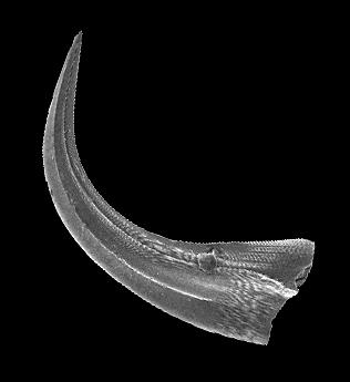https://files.geocollections.info/large/a0/71/a07130ec-a503-455e-9a0c-514010d1e73d.jpg