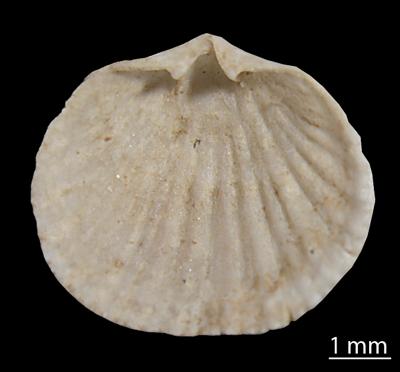 https://files.geocollections.info/large/a0/78/a0783eee-d8ed-4357-8097-469c894a0e12.jpg