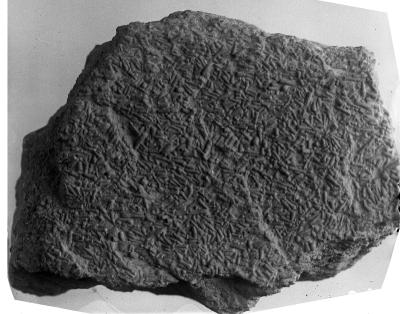 https://files.geocollections.info/large/a0/80/a080bb40-32b2-444d-a200-710934d3f06e.jpg
