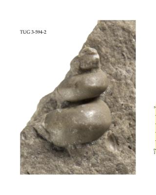 https://files.geocollections.info/large/a0/b5/a0b5ded4-e57c-49f1-bb6f-39107a89b781.jpg