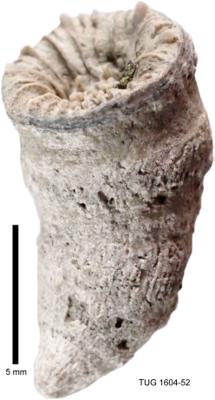 https://files.geocollections.info/large/a0/c8/a0c8e230-0e42-4322-b5c6-f6c2d07ca27e.jpg