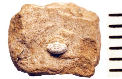 https://files.geocollections.info/large/a0/d5/a0d5a156-d218-4384-aa06-4f537a8fcc8c.jpg
