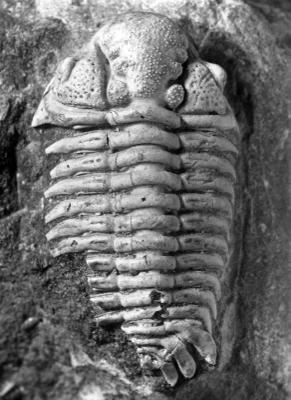 https://files.geocollections.info/large/a0/fc/a0fc5f62-45ad-4cb5-bcad-99379b4025e1.jpg
