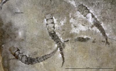 https://files.geocollections.info/large/a1/57/a157916b-8bec-4e7d-88c5-aaa6eeedb403.jpg