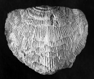 https://files.geocollections.info/large/a1/a1/a1a15b45-fb03-406f-947b-02fb72d26e6d.jpg