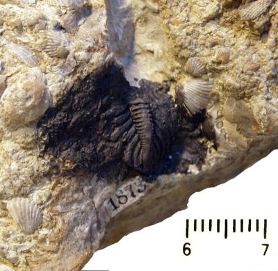 https://files.geocollections.info/large/a1/d0/a1d086aa-d03c-420a-b0e6-aca5dc2e95f5.jpg
