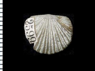 https://files.geocollections.info/large/a2/02/a202a499-f6e3-47e9-816b-daad139c6a58.jpg