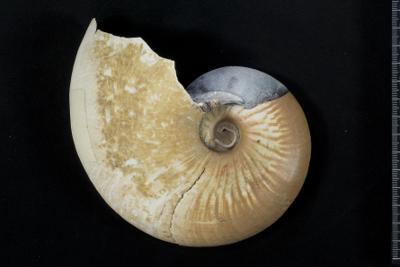 https://files.geocollections.info/large/a2/37/a237606d-7b38-4404-b034-1ac5b47fa755.jpg