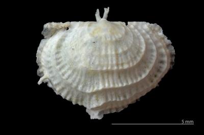 https://files.geocollections.info/large/a2/3c/a23c6d8e-7ed1-4dc0-ac4e-1fe31c7594d5.jpg