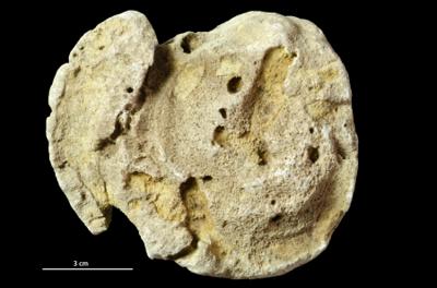 <i></i><br />Hirmuse creek outcrop,  m, Haljala Stage