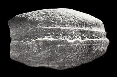 https://files.geocollections.info/large/a2/9f/a29fa401-fa54-45c6-b152-42f53a662cdc.jpg