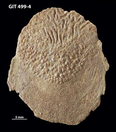 https://files.geocollections.info/large/a2/ae/a2aeb1bd-fdde-4ed6-a604-f0963d5c33c6.jpg
