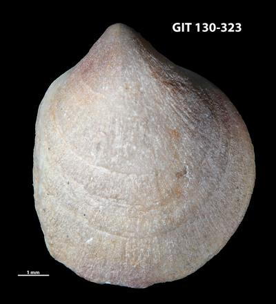 https://files.geocollections.info/large/a2/b1/a2b1100c-c4bd-4c35-887a-6ad3b79b627b.jpg