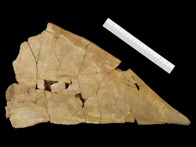 https://files.geocollections.info/large/a2/b9/a2b9f694-4db7-421a-a9de-5cbc62ca18f7.jpg