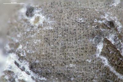 https://files.geocollections.info/large/a2/db/a2dbe427-1e2a-42d5-80f8-dd5e8cdbd681.jpg