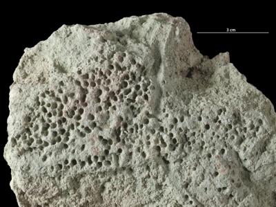 <i></i><br />Putilovo quarry, Leningrad Oblast,  m, Volkhov Stage