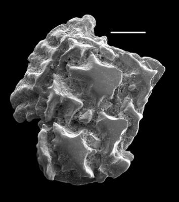 https://files.geocollections.info/large/a3/0a/a30ab45e-da5a-49bb-a22b-c44458a7e3a1.jpg