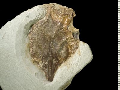 https://files.geocollections.info/large/a3/1d/a31dfdb2-97a9-42c8-ba75-6936d860b874.jpg