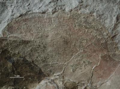 https://files.geocollections.info/large/a3/25/a32565cb-14be-4dec-8824-50655cc5b1d5.jpg