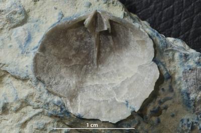 https://files.geocollections.info/large/a3/38/a3385502-32d9-42e3-934c-d902f70d670e.jpg