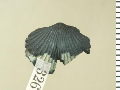https://files.geocollections.info/large/a3/3f/a33f8919-1c75-4a00-94d8-e8cd2cabfcaa.jpg