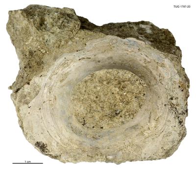 https://files.geocollections.info/large/a3/51/a3512369-748c-40f9-8764-0fc3714bd731.jpg