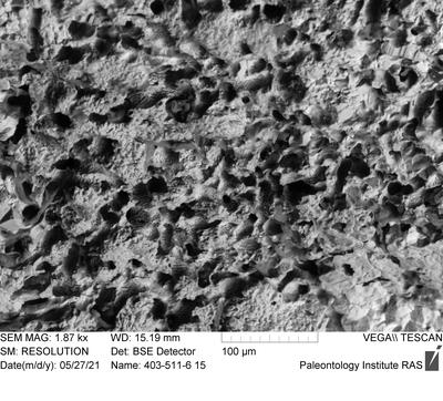 <i></i><br />Ohesaare cliff,  m, Ohesaare Stage