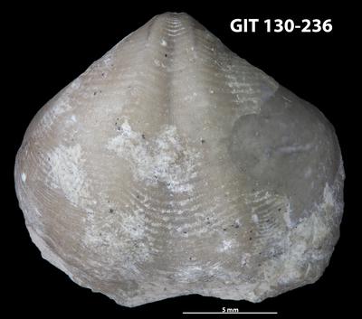 https://files.geocollections.info/large/a3/76/a376d9f9-b8f3-4753-a8f2-6e53b424ded5.jpg
