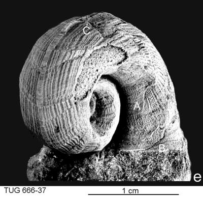https://files.geocollections.info/large/a3/a0/a3a0c214-c7c2-4be9-a89d-f6807f01f2c3.jpg