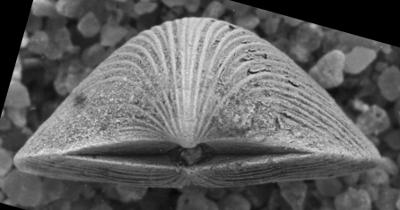 https://files.geocollections.info/large/a3/a3/a3a3d3fc-9ec1-4e1b-b169-ec3b07fbf44c.jpg