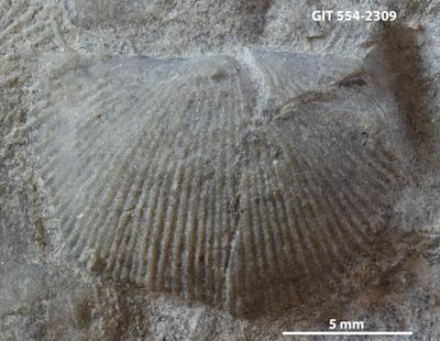 https://files.geocollections.info/large/a3/a5/a3a5952b-0289-437b-8a97-1ac372a8c0e4.jpg