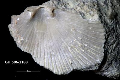 https://files.geocollections.info/large/a3/e8/a3e828c6-f508-40ff-8c07-47b08d17017d.jpg