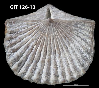 https://files.geocollections.info/large/a4/03/a4034a23-4618-4cba-a17a-eaead514874f.jpg