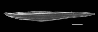 https://files.geocollections.info/large/a4/06/a40654e8-b34a-4694-810b-26cb419f668f.jpg