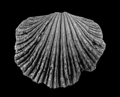 https://files.geocollections.info/large/a4/10/a41061bc-dd85-4dd8-b228-25690b530b55.jpg