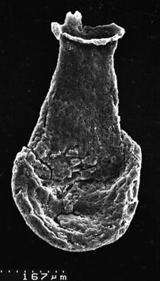 <i><i>Chitinozoa</i> | Lagenochitina sp. cf L. estonica Eisenack 1955</i><br />Varangu stratotype outcrop,  m, Tremadocian (1537-6)