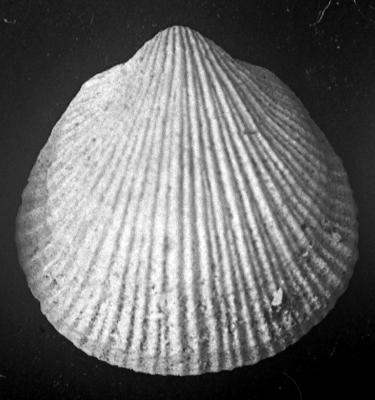 https://files.geocollections.info/large/a4/39/a439a99f-f1da-4784-8ee0-98f3f5ff39bd.jpg