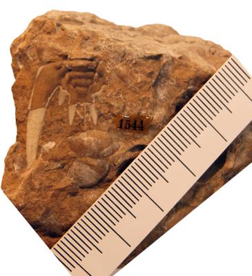 https://files.geocollections.info/large/a4/3a/a43acca8-86a1-4ce7-9bd5-fce32d2d2add.jpg