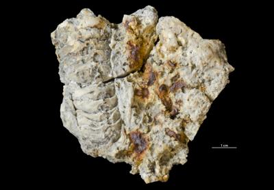 <i>Trypanites isp.</i><br />Päri quarry,  m, Adavere Stage