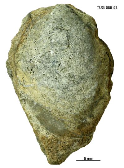 https://files.geocollections.info/large/a4/74/a4744574-1d53-4c26-957b-1da35f60ad81.jpg