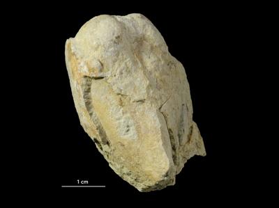 https://files.geocollections.info/large/a4/8d/a48d00ad-7907-41b3-b2ec-0250fce319f2.jpg